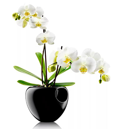Об орхидее сложено много красивых легенд...