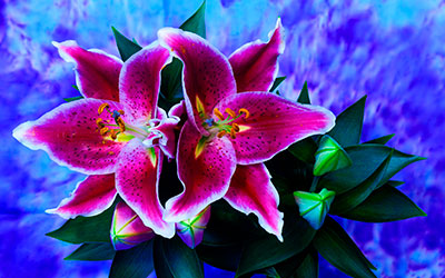 Цветок необычайной красоты - лилия