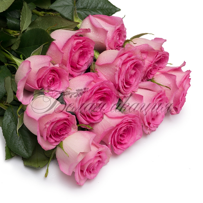 Купить Розы Свит Юник в Новосибирске с доставкой недорого по цене от 200 р.  Делаем красивые букеты из 100% свежих цветов!